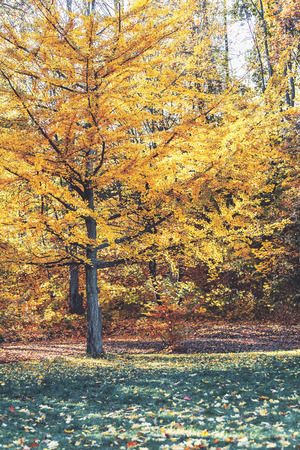 Beautiful tree with yellow leaves in a forest glade clear autumn day