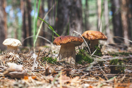 Forest Beauty. Group of large white mushroom porcini mushroom growing on green moss on the forest glade closeupの写真素材