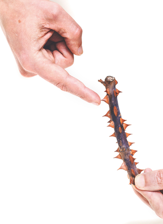 index finger touches the sharp spines trimmed stem roses on a white background
の写真素材