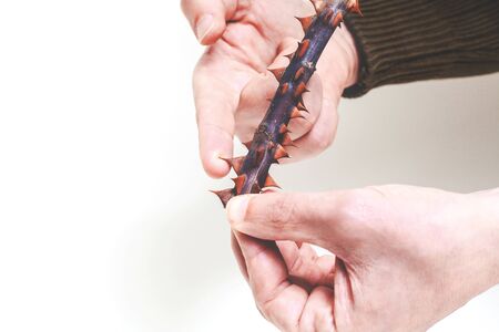 index finger touches the sharp spines trimmed stem roses on a white background
の写真素材
