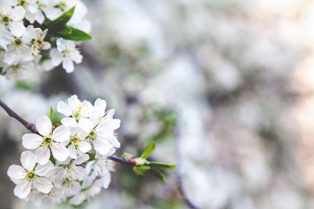 Cherry tree branch with lots of small white flowers
の写真素材