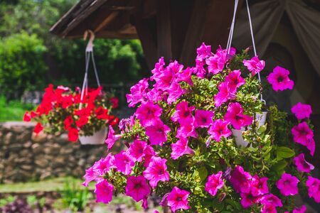Blooming pink petunias in  hanging flowerpot outdoors closeupの写真素材