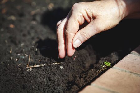 Spring caring gardener. Hand makes small seeds in the black earth land groove closeup
の写真素材