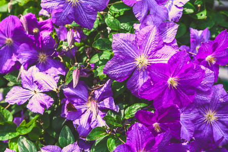 large purple flowers of clematis close-upの写真素材