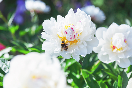 Shaggy bumblebee sits on a white flower peony with yellow stamens in the middle
の写真素材