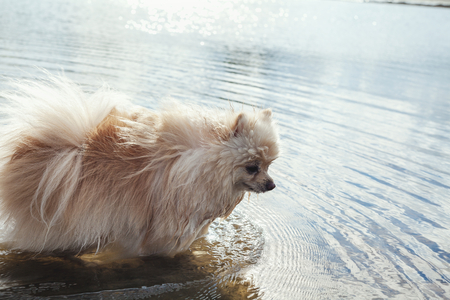 Pedigree dogs Pomeranian is all paws in the water of the river a sunny summer dayの写真素材