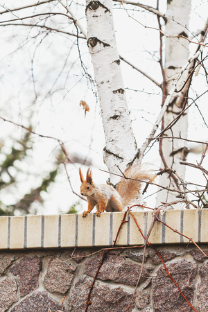 ordinary squirrel with large fluffy ears sits on a brick fence. In the background birch trunksの写真素材