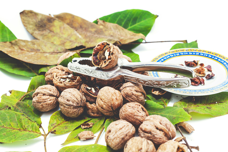 Group of ripe walnuts lying on green leaves on a white background. Nearby lie the steel tongs for chopping nuts and saucer with purified nucleiの写真素材