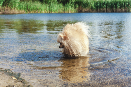 Pedigree dogs Pomeranian is all paws in the water of the river a sunny summer dayの写真素材