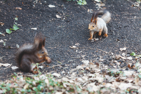gray and red squirrel sit on the ground opposite each other.の写真素材