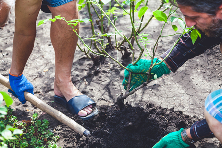 Autumnal rose transplant. Two people in working gloves are transplanted a mature rose bush
の写真素材