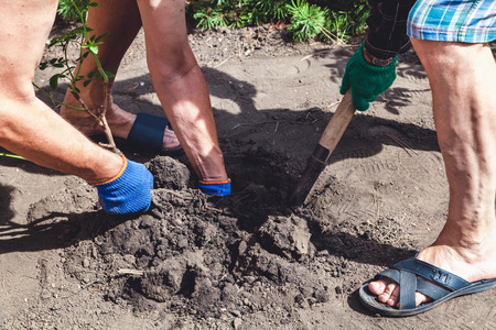 Autumnal rose transplant. Two people in working gloves are transplanted a mature rose bushの写真素材
