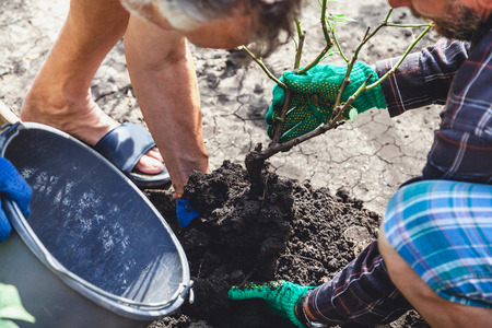 Transplanting a rose bush. Two people insert a rose bush with a clod of earth in a gray plastic...