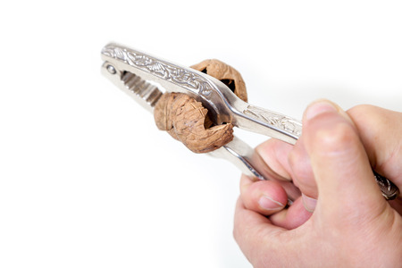 Chop the walnut. Large walnut cracking in steel tongs on white background closeupの写真素材