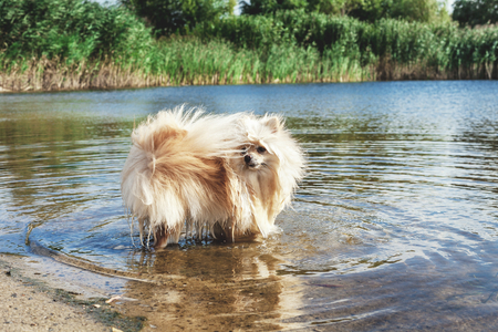 Pedigree dogs Pomeranian is all paws in the water of the river a sunny summer dayの写真素材