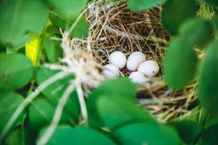Bird eggs lie in the nest. Around the blurred green leaves of a treeの写真素材