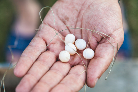 Bird eggs on the hand. Five small white eggs lie on the left palm of a closeup. Top is dry grassの写真素材