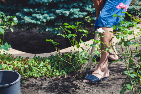 man in sneakers and shorts digs a rose bush with a shovel close-upの写真素材