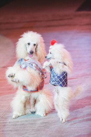 dog waltz. Two white cropped poodles dance together on their hind legs on the red circus arenaの写真素材