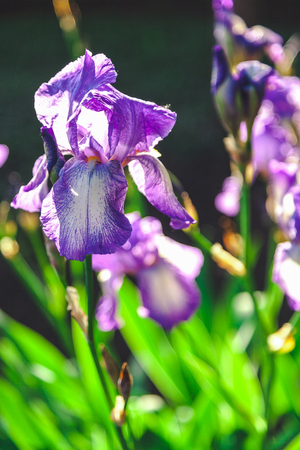 Single lilac flower iris closeup on the summer flowerbed
の写真素材
