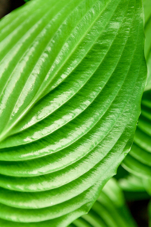 Abstract image. Blurred green stems and leaves of the plant
の写真素材