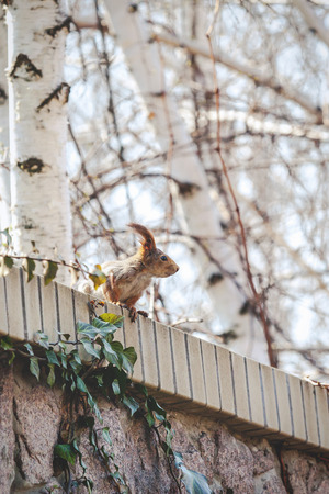 Squirrel in the city. Red European squirrel with large fluffy tassels sitting on a brick fence on the background of birch trunksの写真素材