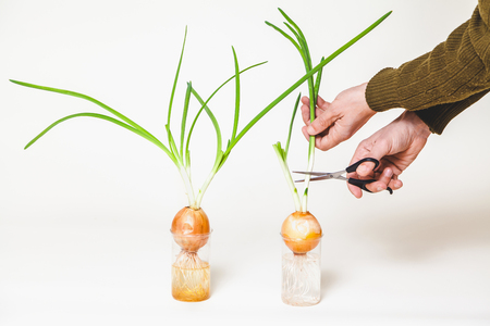 Hand with scissors cuts the man stalks of green onions with onions in a transparent glass on a white backgroundの写真素材