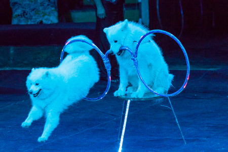 Attraction with dogs. A cute white samoyed sits on a curbstone in the circus arena and holds rings in his teeth. The second dog jumps through the ring
の写真素材