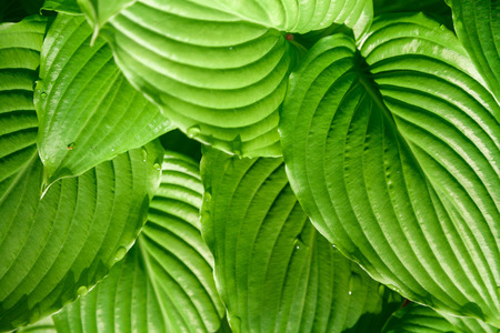 Beautiful water drops on a juicy green leaves of the host plant
の写真素材