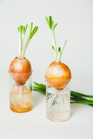 Two sprouted bulbs in clear glass with water on white background. Behind lies a bundle of cut green onion shoots
の写真素材