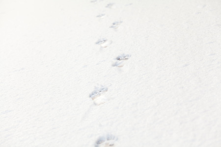 prints of bare feet on fresh white snowの写真素材