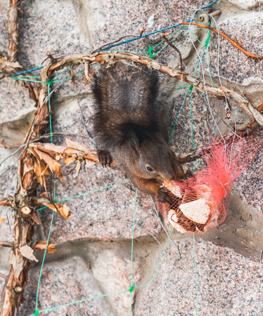 Lunch head down. Fluffy squirrel squirrel hangs upside down on a stone fence and gnaws biscuits from a grid
の写真素材