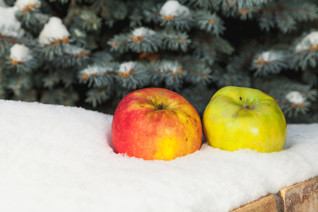 Apples on the snow. Fruit still life in winter. Two beautiful apples lie on a white snow cover on a blue spruce background
の写真素材