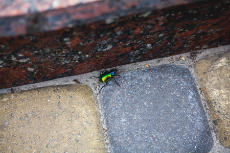 Green beetle crawling on the city pavement square stones closeupの写真素材
