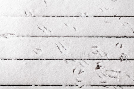 Traces of paws of the tit on the snow on top of parallel boards