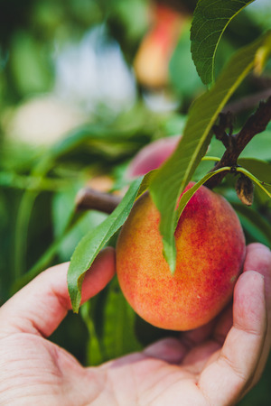 Harvesting. Hand rips off mouth watering ripe
の写真素材