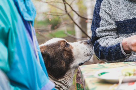Waiting for refreshments. A large Central Asian Shepherd looks at the host at the table and waits for a delicious slice of food
の写真素材