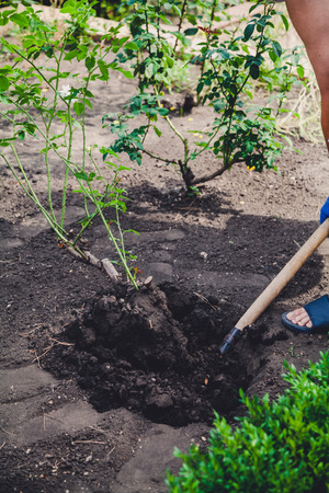 man in blue gloves and slippers digs a rose bush with a shovel close-up
の写真素材