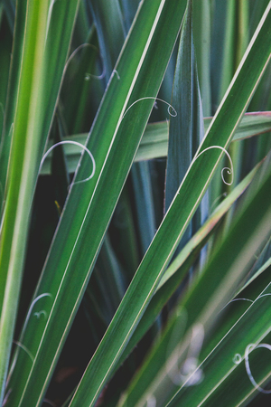 Amazing leaves of yucca plant. Beautiful green texture in the form of divergent rays.の写真素材