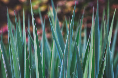 Amazing leaves of yucca plant. Beautiful green texture in the form of divergent rays.の写真素材