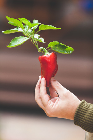 Harvesting. Hand holding a red bell pepper on a branch with green leaves on a blurred background
の写真素材