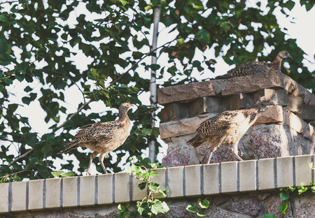Two young pheasants are walking along a stone fence. The third one sits on a square pedestal on a summer dayの写真素材