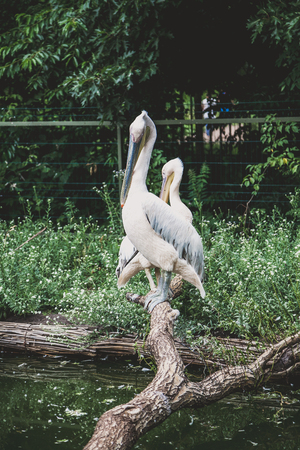 Large rare birds. A pair of white pelicans sits on a tree branch over the water
の写真素材