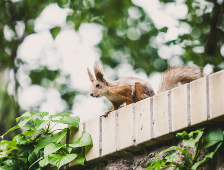 squirrel in the city. Ordinary red squirrel with fluffy ears and tail sits on a brick wall in the...