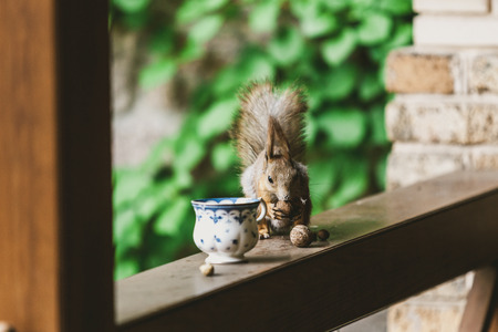 charming red squirrel with fluffy ears sniffs a walnut on the railing of the veranda. In front of her there is an elegant cupの写真素材