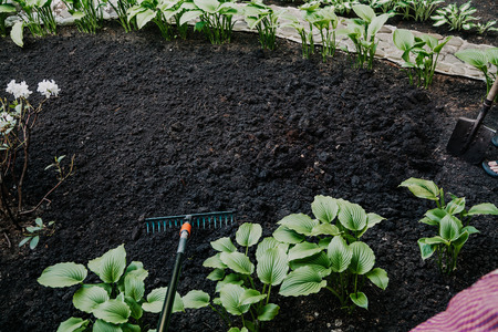 section of chernozem is treated with large rakes. Green bushes of the host grow around
の写真素材