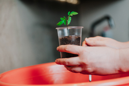 Preparation of seedlings. The woman's hands plant a green tomato sprout in a transparent plastic container. Bottom capacity with soilの写真素材