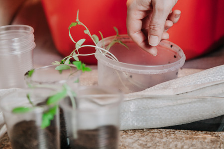 preparation of seedlings. A woman's hand takes a thin green tomato from a round plastic box