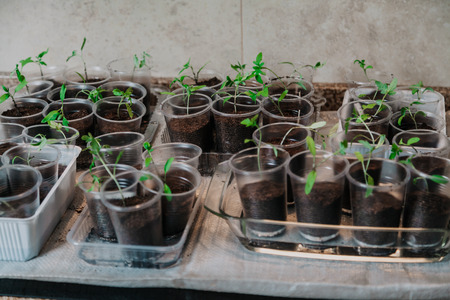 finished seedlings. Green shoots of tomatoes planted in individual plastic cups stand in rows in containers
の写真素材