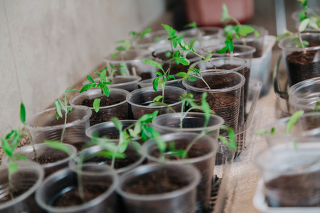 finished seedlings. Green shoots of tomatoes planted in individual plastic cups stand in rows in...